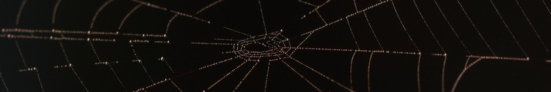 Dark Web Monitoring